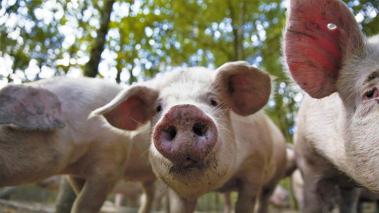 Die Schweine fühlen sich pudelwohl. Foto: Stephan Großmann