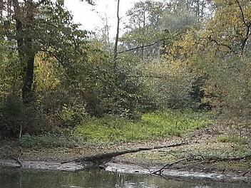 Als Folge des Absenkens fiel der Wiesent-Altarm, der über eine Überlaufschwelle an die Wiesent angebunden ist, trocken. Foto: Josef Hofbauer