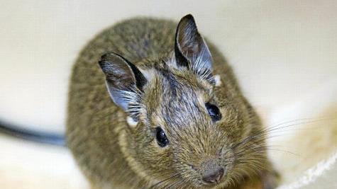 Mehrere kleine Degus sind derzeit im Tierheim.  Foto: Tierheim