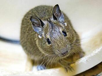 Mehrere kleine Degus sind derzeit im Tierheim.  Foto: Tierheim