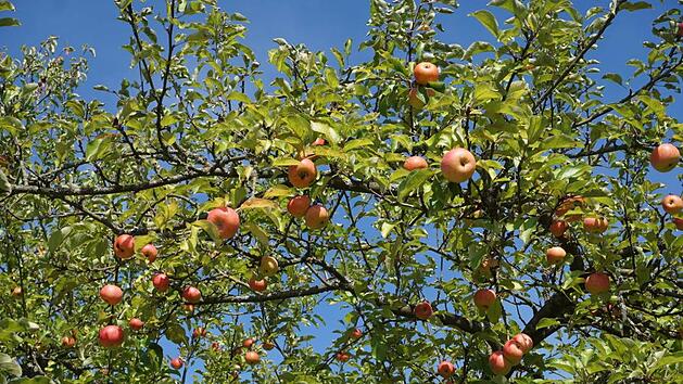 Dank des pr&auml;chtigen Sommers gibt es heuer viel Obst, das allerdings eher reif ist als in den Vorjahren. Dennoch ist kein Eile bei der Ernte vonn&ouml;ten.  Marion Eckert