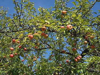 Dank des prächtigen Sommers gibt es heuer viel Obst, das allerdings eher reif ist als in den Vorjahren. Dennoch ist kein Eile bei der Ernte vonnöten.  Marion Eckert
