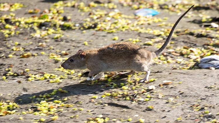 In der Forchheimer Fußgängerzone sollen die kleinen Nager vermehrt unterwegs sein.  Foto: Bernd von Jutrczenka/dpa