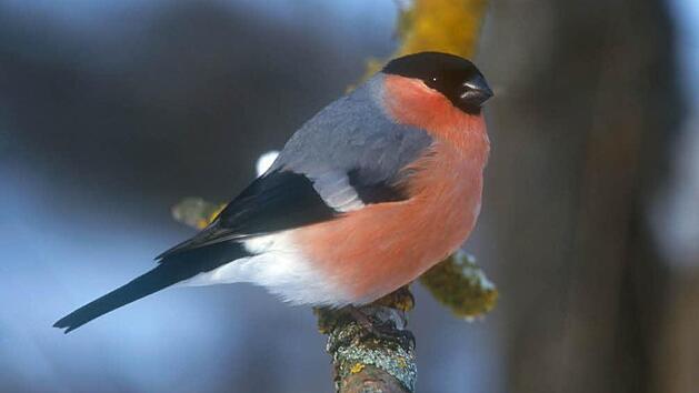 Der Schnabel des Gimpels ist mit scharfen Schneidekanten ausgerüstet. Foto: LBV