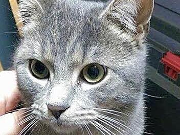 Der Fahrer staunte nicht schlecht, als er den Kater sah.  Foto: Saskia Eckl