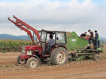 Kartoffelernte am Obermain: ein Bild, das eher zur Seltenheit geworden ist. Es zeigt Landwirt Hartwig Hümmer aus Bad Staffelstein auf seinem Traktor mit Kartoffelvollernter. Ganz ohne menschliches Zutun geht es doch nicht, denn es gilt kleine oder faule Kartoffeln oder Fremdkörper vom Band abzulesen. Foto: Franz Böhmer