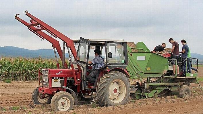 Kartoffelernte am Obermain: ein Bild, das eher zur Seltenheit geworden ist. Es zeigt Landwirt Hartwig Hümmer aus Bad Staffelstein auf seinem Traktor mit Kartoffelvollernter. Ganz ohne menschliches Zutun geht es doch nicht, denn es gilt kleine oder faule Kartoffeln oder Fremdkörper vom Band abzulesen. Foto: Franz Böhmer