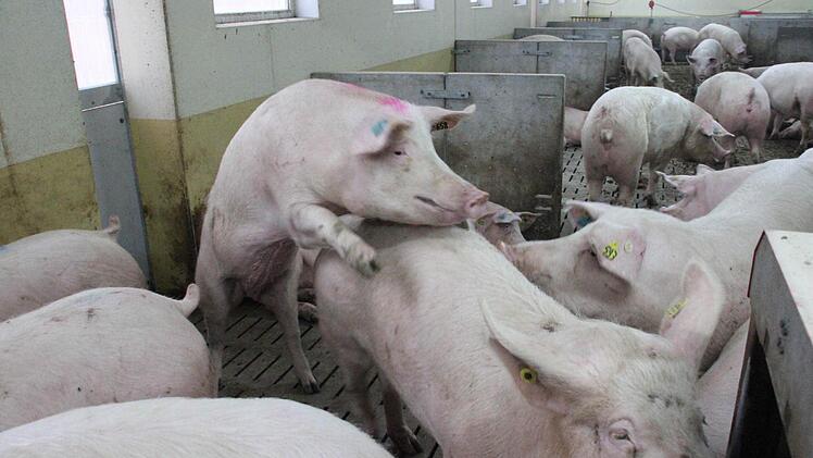 Die trächtigen Sauen haben viel Bewegungsfreiheit. Foto: Friedwald Schedel