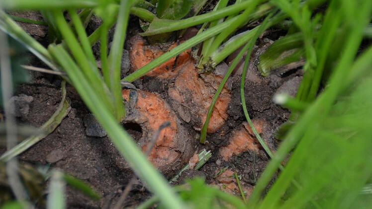 Die angebissenen Karotten in Günther Wolfs Garten.Foto: K.athrin Kupka-Hahn