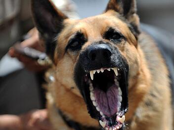 Hundeangriff in Schwarzenbach am Wald