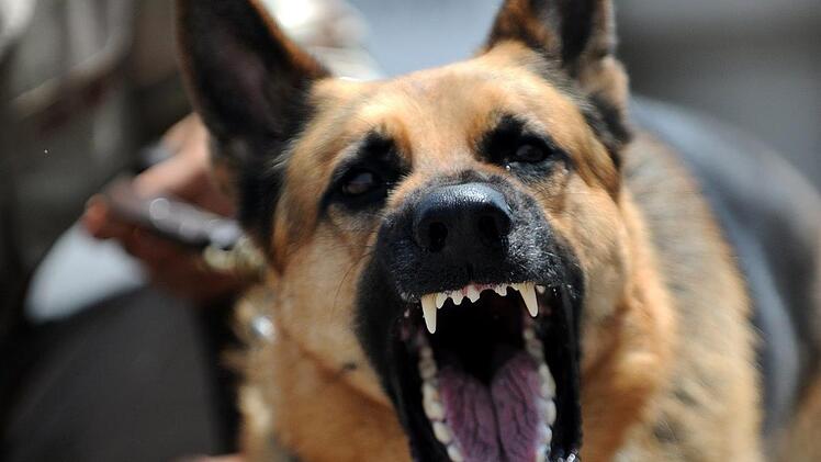 In Ansbach hat ein Schäferhund zwei Männer gebissen.