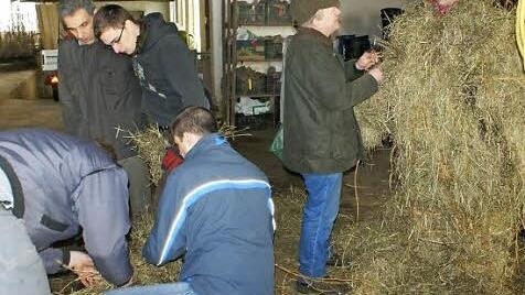 Die Fasalecken benötigen viel Stroh. Foto: privat