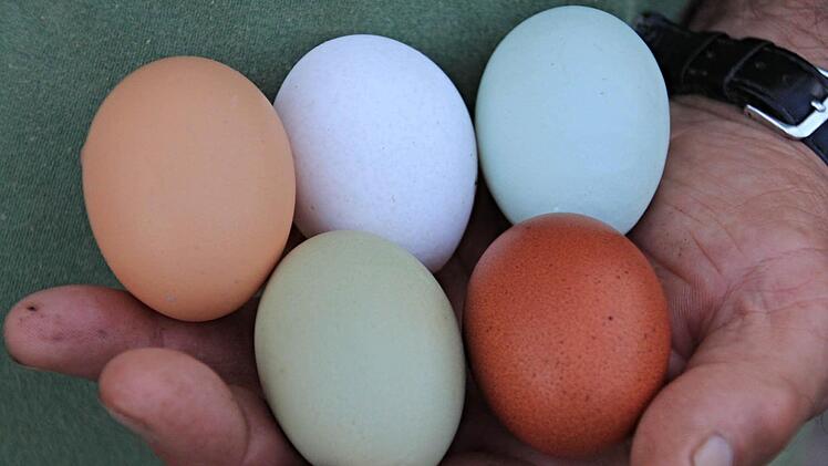 Ostereier müsse er nicht färben, sagt Rudolf Schmitt, da seine Hühner verschiedenfarbige Eier legen. Foto: Helmut Will