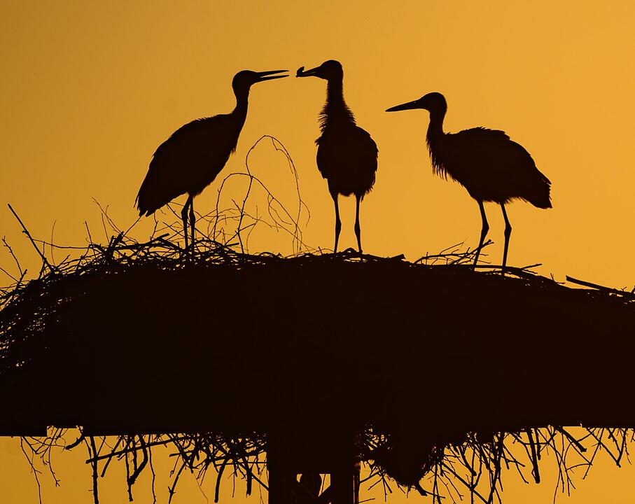 Storchennachwuchs im Sonnenaufgang