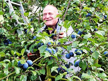 Helmut Prütting bei der Zwetschgenernte. Foto: Josef Hofbauer