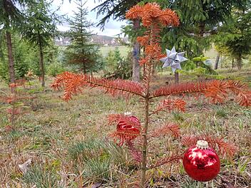 Aus der Traum vom Christbaum. Wie dieses Pflänzchen bei Unterpreppach sind viele Setzlinge in den Christbaumkulturen im heißen Sommer 2018  kümmerlich verdorrt.