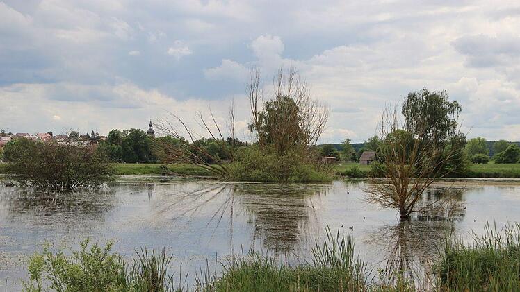 Unweit von Großwenkheim hat der Biber ein Naturreservat geschaffen. Foto: Heike Beudert