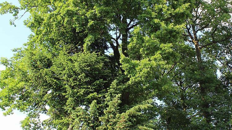 Eine Eiche am Buchenweg in Etzelskirchen ist den Anliegern zu mächtig. Foto: Andreas Dorsch