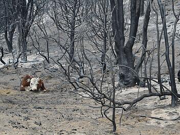 Waldbr&auml;nde in Argentinien