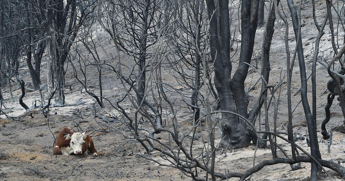 Waldbr-nde-in-Patagonien-Argentinien-ruft-den-Notstand-aus