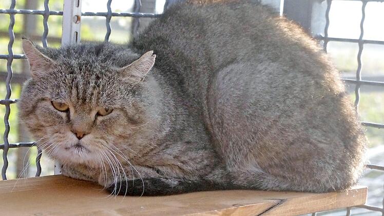 Der Kater "Ullrich"  Foto: Tierheim Kronach
