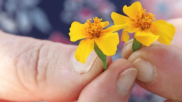 Die Bl&uuml;ten der Gew&uuml;rztagetes sind nicht nur eine feine Dekoration, sondern sie schmecken auch gut.