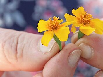 Die Blüten der Gewürztagetes sind nicht nur eine feine Dekoration, sondern sie schmecken auch gut.