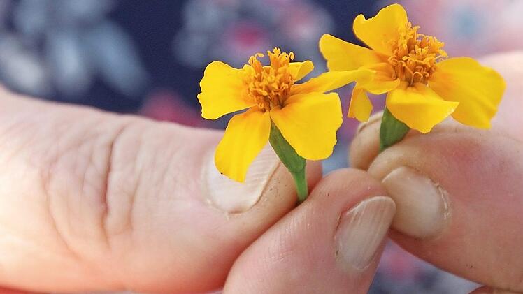 Die Blüten der Gewürztagetes sind nicht nur eine feine Dekoration, sondern sie schmecken auch gut.