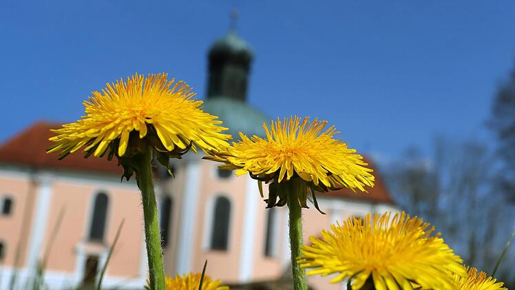 Aus dem Löwenzahn wird die Pusteblume und aus seinen Blättern kann man ein schmackhaftes Pesto zubereiten. Foto: Hildenbrand/dpa