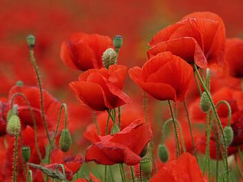 Die Klatschmohn-Felder bei Friesen sind ein Blickfang. Foto: Marco Meißner