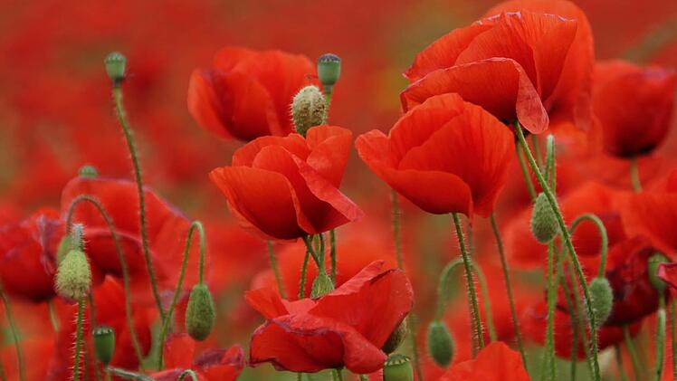 Die Klatschmohn-Felder bei Friesen sind ein Blickfang. Foto: Marco Meißner