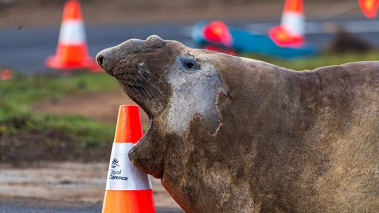 &laquo;Neil the Seal&raquo; in Tasmanien