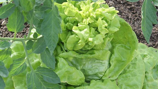 Der Kopfsalat geh&ouml;rt zu den Langtagspflanzen. Diese legen erst ab etwa 14 Stunden Tagesl&auml;nge Bl&uuml;ten an. Foto: Jupp Schr&ouml;der