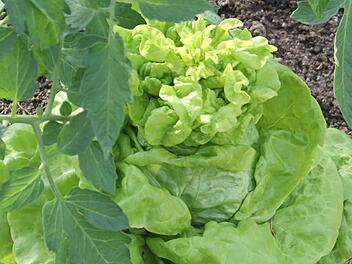 Der Kopfsalat gehört zu den Langtagspflanzen. Diese legen erst ab etwa 14 Stunden Tageslänge Blüten an. Foto: Jupp Schröder