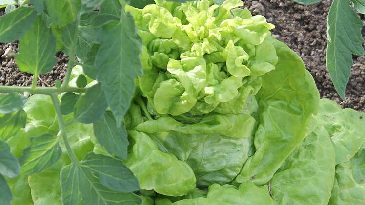 Der Kopfsalat gehört zu den Langtagspflanzen. Diese legen erst ab etwa 14 Stunden Tageslänge Blüten an. Foto: Jupp Schröder