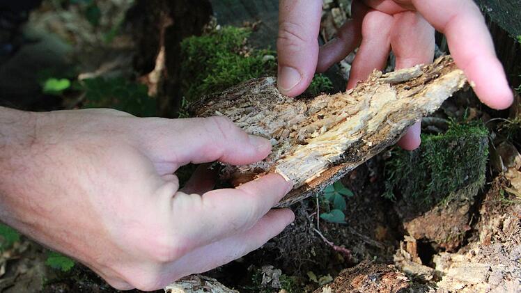 Der Hirschkäfer ist nicht zu übersehen und trotzdem schwer aufzuspüren. Wer einen entdeckt, kann ihn in einem Register melden und Wissenschaftlern dabei helfen, diesen Käfer mit Symbolkraft besser kennenzulernen. Fotos: Carmen Schmitt, Martina Straub, M. Wehner/Archiv