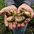 Kartoffelernte