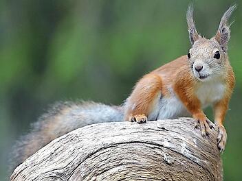 Eichhörnchen haben es zunehmend schwer, gute Lebensräume zu finden.