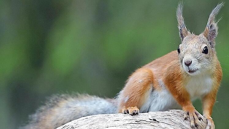 Eichhörnchen haben es zunehmend schwer, gute Lebensräume zu finden.