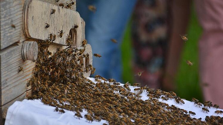 10 000 Bienen auf dem Weg in ihr neues zu Hause. Etwas ganz Besonderes beim 8. Fahrradtag in Maria Bildhausen. Zahlreiche Interessierte verfolgten das Schauspiel. Hanns Friedrich