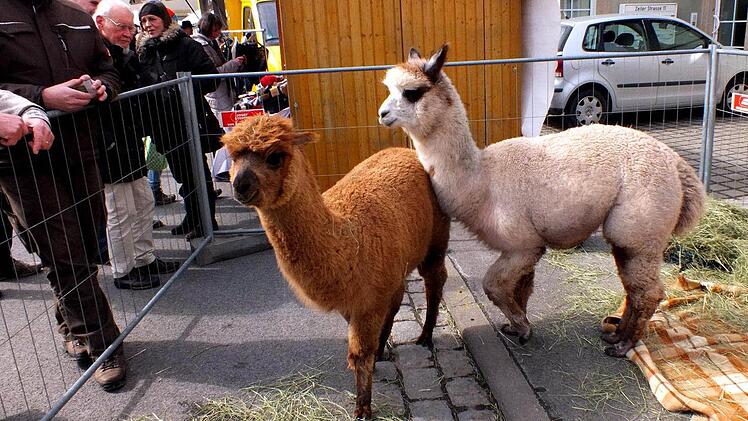 Zwei lebende Alpakas machten Werbung für Produkte aus ihrer Schurwolle.