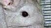 Chinchilla Chan