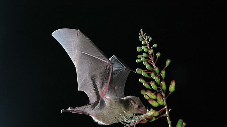 Nürnberg: Tiergarten lädt zu Langer Nacht der Wissenschaften und Herbstfest ein - was Besucher erwartet