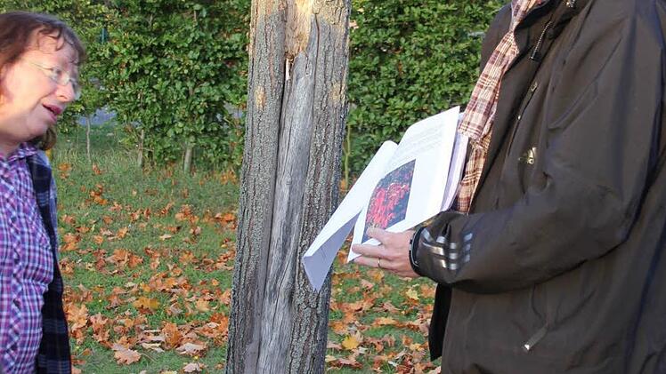 Noch ein kaputter Baum im Friedhof.