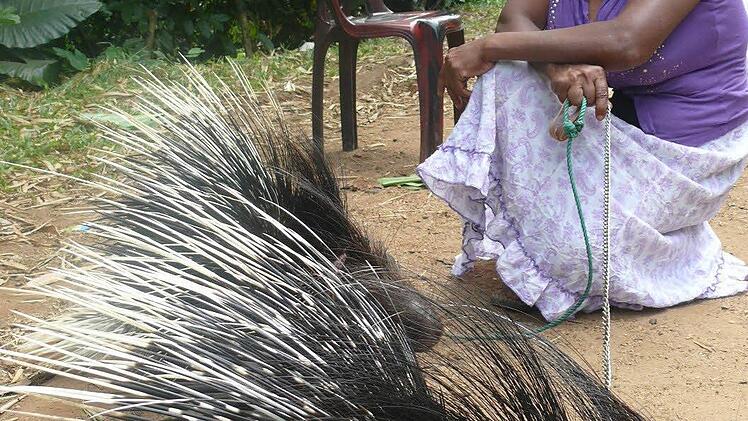 Vorsicht - stachelig! Das Stachelschwein wird in Sri Lanka manchmal als Haustier gehalten.