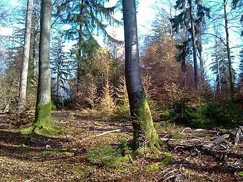 Baumbestand im Forstrevier Ruppertshütten Foto: Adolf Herr