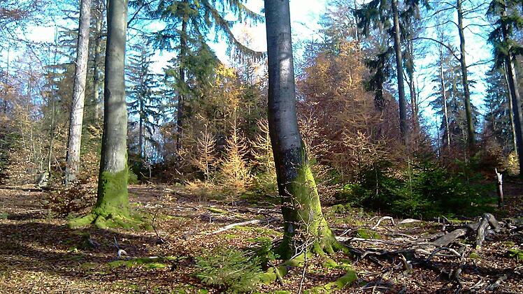 Baumbestand im Forstrevier Ruppertshütten Foto: Adolf Herr