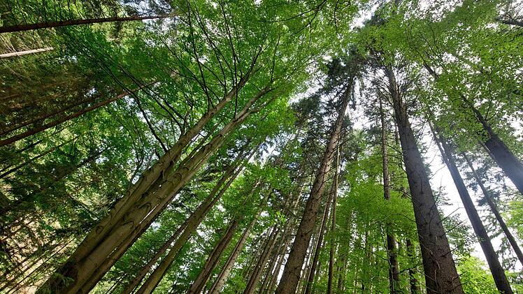 Blick zu den Baumkronen im Frankenwald bei Presseck: Ist der Frankenwald der lachende Vierte? Foto: Daniel Karmann/dpa