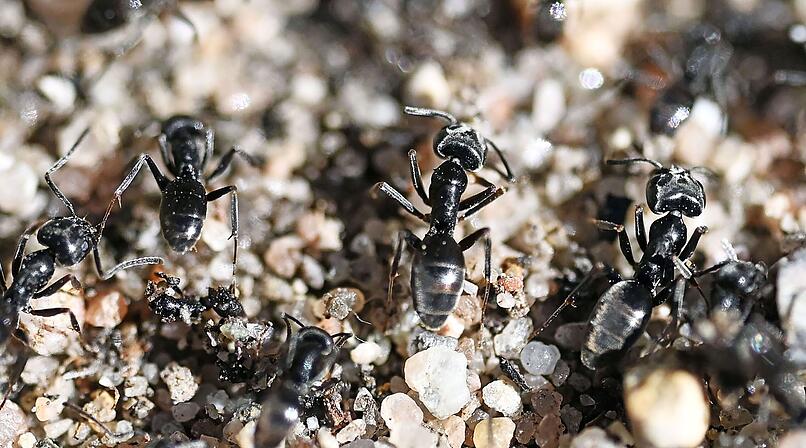 Invasive Ameisenart treibt N&uuml;rnberg um - Stadt steht vor Herausforderung