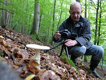Besonders schöne Exemplare - hier ein Gelber Knollenblätterpilz - werden immer noch abgelichtet. Thomas Wallner besitzt inzwischen um die 30 000 Pilz-Fotos.  Foto: Ronald Rinklef